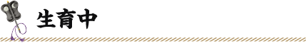 生育中