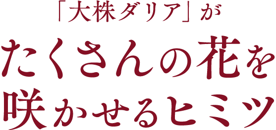 「大株ダリア」がたくさんの花を咲かせるヒミツ