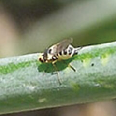 ハモグリバエ類