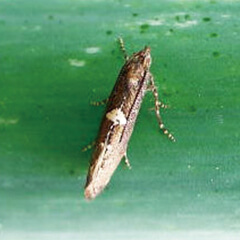 ネギコガ（成虫）