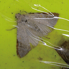 シロイチモジヨトウ（成虫）