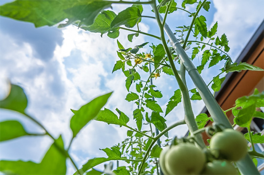 レビューイメージ写真