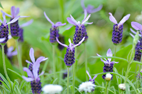 レビューイメージ写真