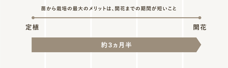 定植から開花まで約3ヵ月半