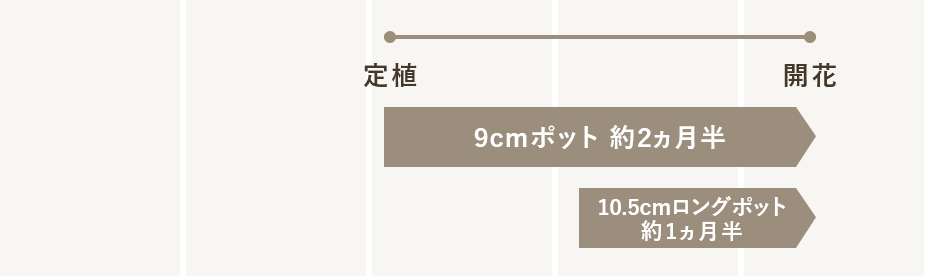 定植から開花まで約２ヵ月半