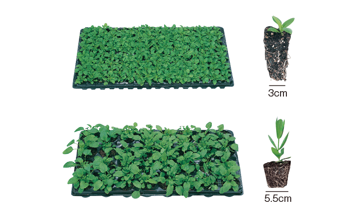 セルトップ®苗