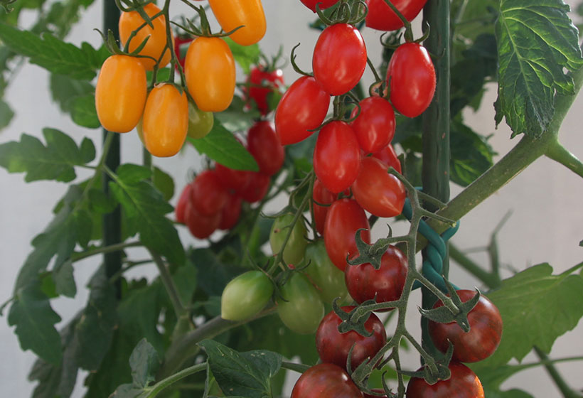 メイクスイーツイメージ