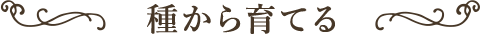 種から育てる