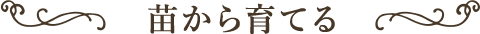 苗から育てる