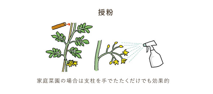 家庭菜園の場合は支柱を手でたたくだけでも効果的