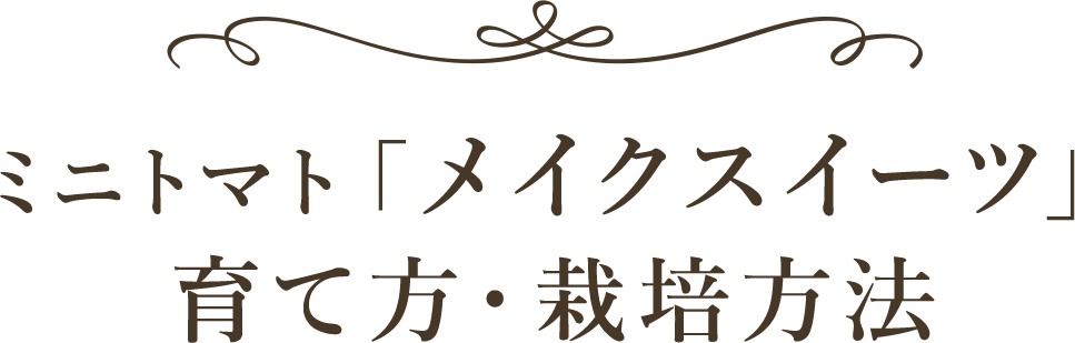ミニトマト「メイクスイーツ」の育て方・栽培方法