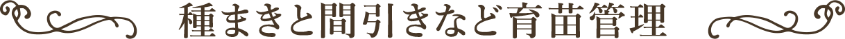 種まきと間引きなど育苗管理