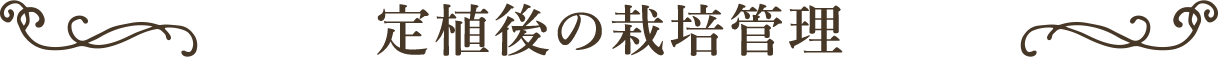 定植後の栽培管理