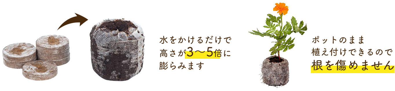 水をかけるだけで高さが3~5倍に膨らみます/ポットのまま植えつけできるので根を傷めません