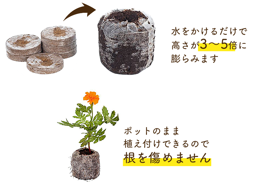 水をかけるだけで高さが3~5倍に膨らみます/ポットのまま植えつけできるので根を傷めません