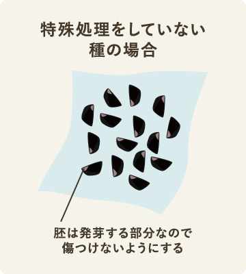 特殊処理をしていない種の場合 胚は発芽する部分なので傷つけないようにする