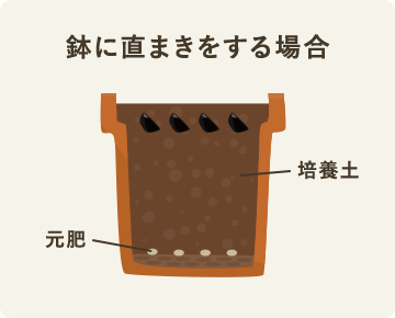 鉢に種まきをする場合