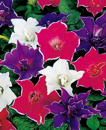 桔梗咲きアサガオ