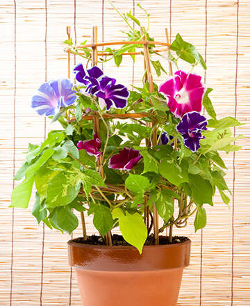 あんどん仕立て