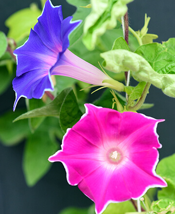 個性派アサガオ