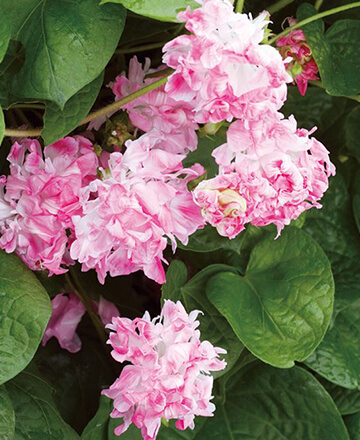 スプリットペタル