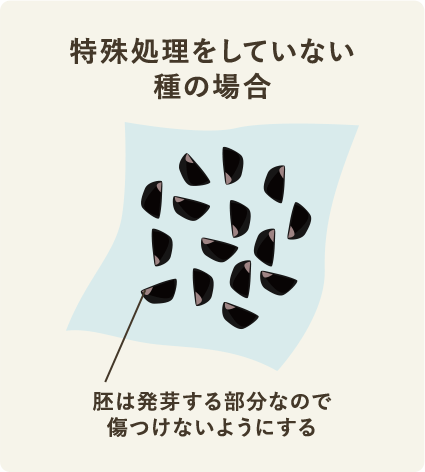 特殊処理をしていない種の場合 胚は発芽する部分なので傷つけないようにする