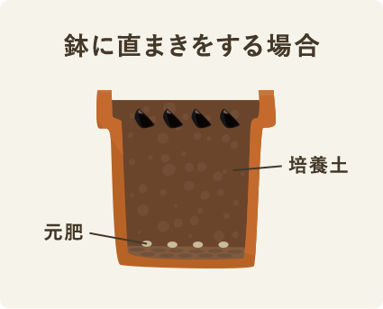 鉢に種まきをする場合