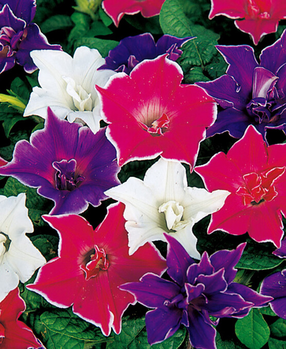 桔梗咲きアサガオ