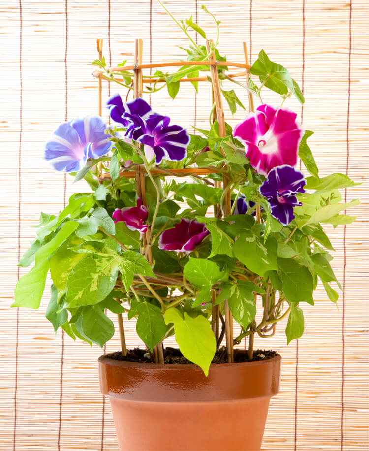 あんどん仕立て