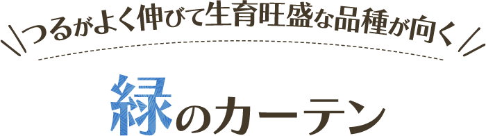 つるの伸びて生育旺盛な品種が向く 緑のカーテン