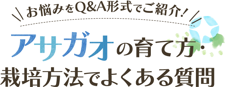 お悩みをQ&A形式でご紹介！アサガオの育て方・栽培方法でよくある質問