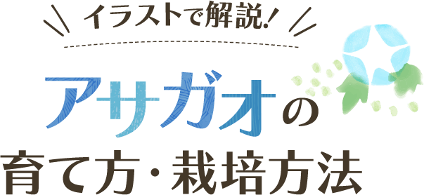 イラストで解説！アサガオの育て方・栽培方法