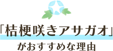 「桔梗咲きアサガオ」がおすすめな理由