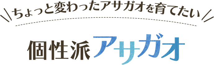 ちょっと変わったアサガオを育てたい 個性派アサガオ