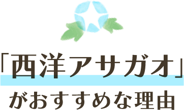 「西洋アサガオ」がおすすめな理由