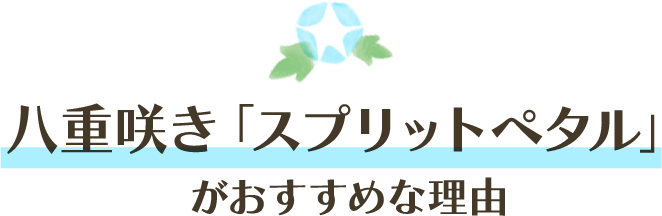 八重咲き「スプリットペタル」がおすすめな理由