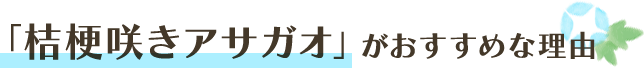 「桔梗咲きアサガオ」がおすすめな理由