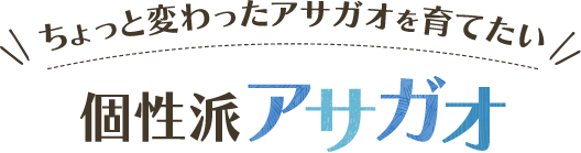 ちょっと変わったアサガオを育てたい 個性派アサガオ