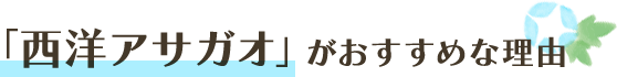 「西洋アサガオ」がおすすめな理由