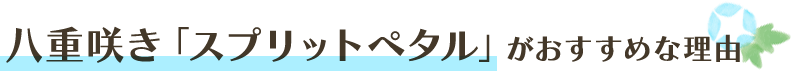 八重咲き「スプリットペタル」がおすすめな理由