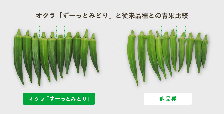 オクラ「ずーっとみどり」と従来品種との青果比較