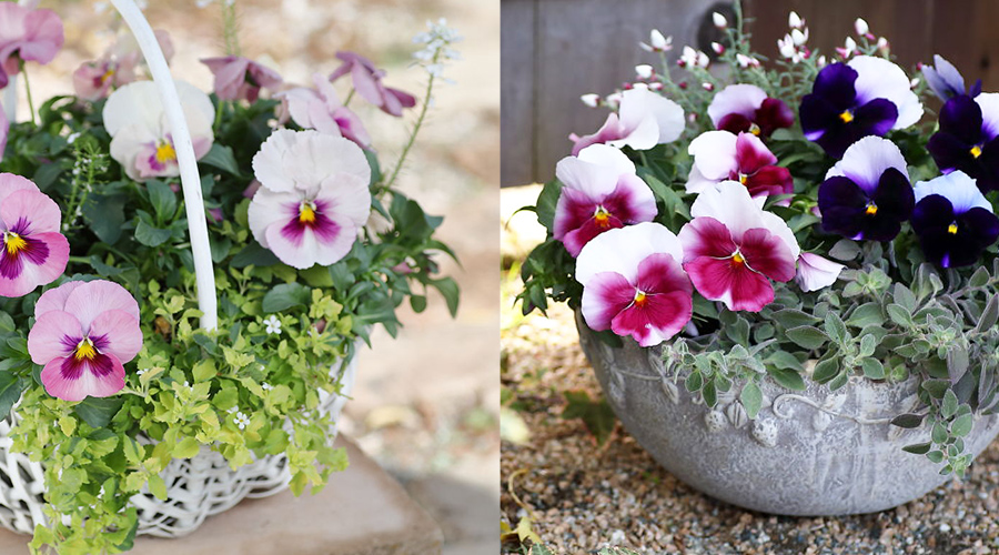 パンジー「パシオ」