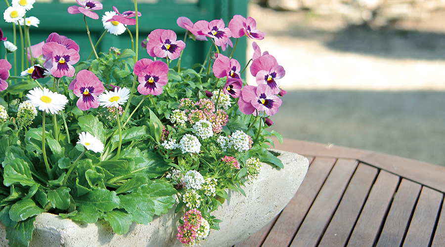 ビオラ「ピエナ」