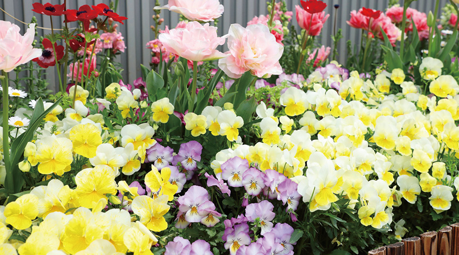 パンジー「よく咲くスミレ」