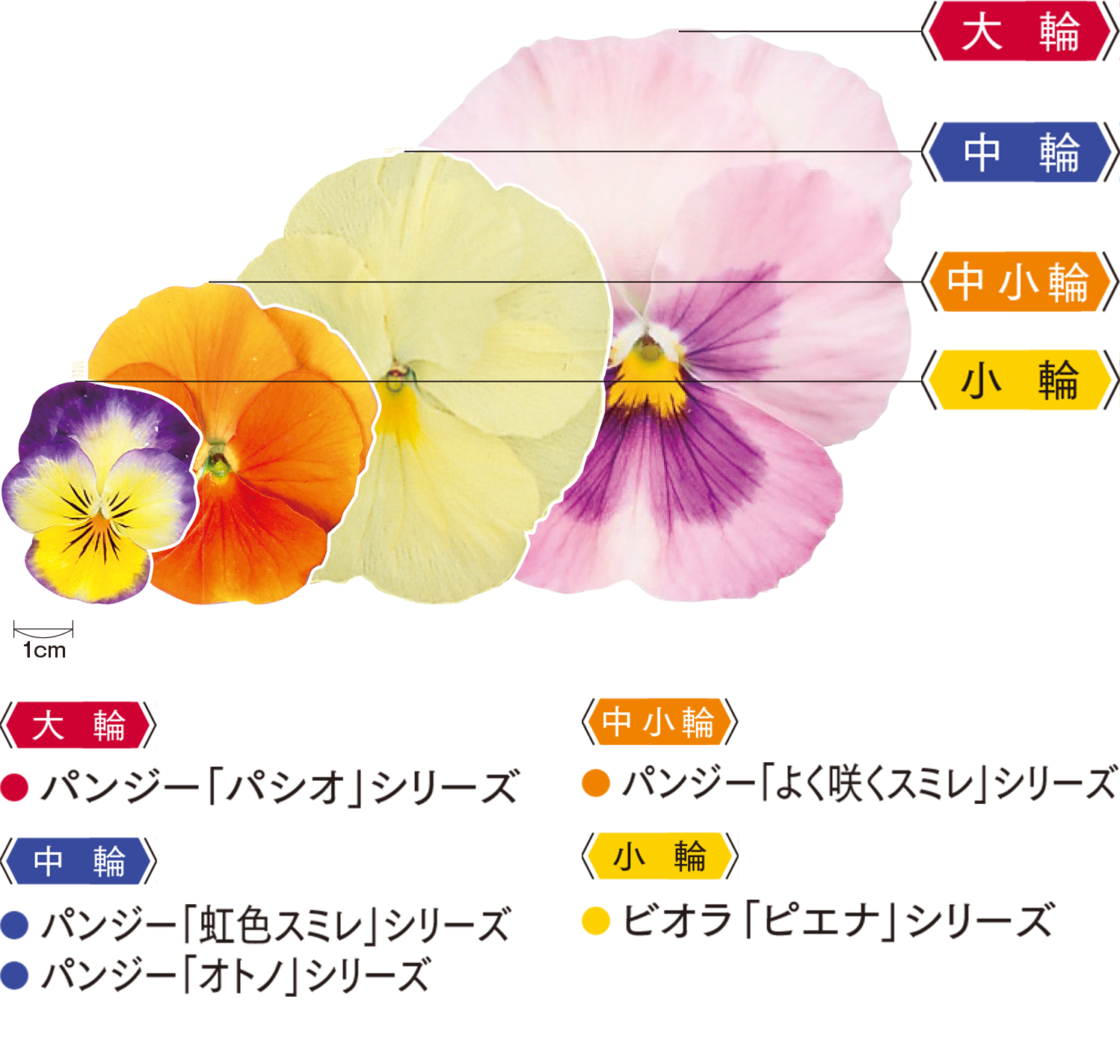 パンジー・ビオラ 一輪の大きさ比較