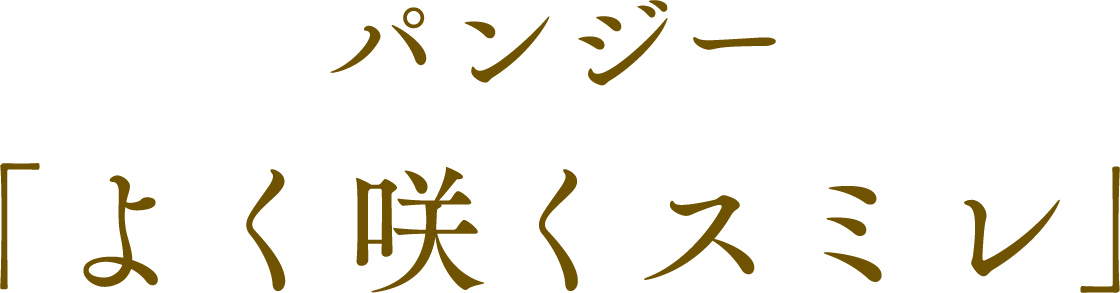 パンジー「よく咲くスミレ」
