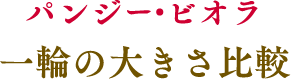 パンジー・ビオラ 一輪の大きさ比較