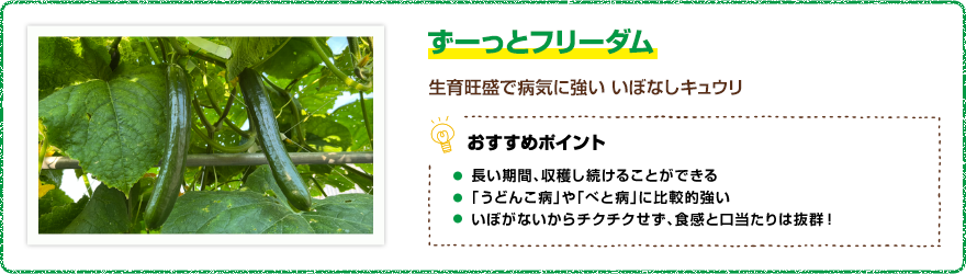 ずーっとフリーダム　生育旺盛で病気に強いイボなしキュウリ　【おすすめポイント】・長い期間、収穫し続けることができる　・「うどんこ病」や「べと病」に比較的強い　・いぼがないからチクチクせず、食感と口当たりは抜群！