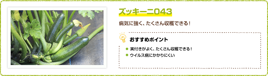 ズッキーニ043　病気に強く、たくさん収穫できる！　【おすすめポイント】・実つきがとてもよく、収穫期間が長い。・ウイルス病にかかりにくい。
