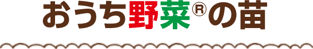おうち野菜の苗